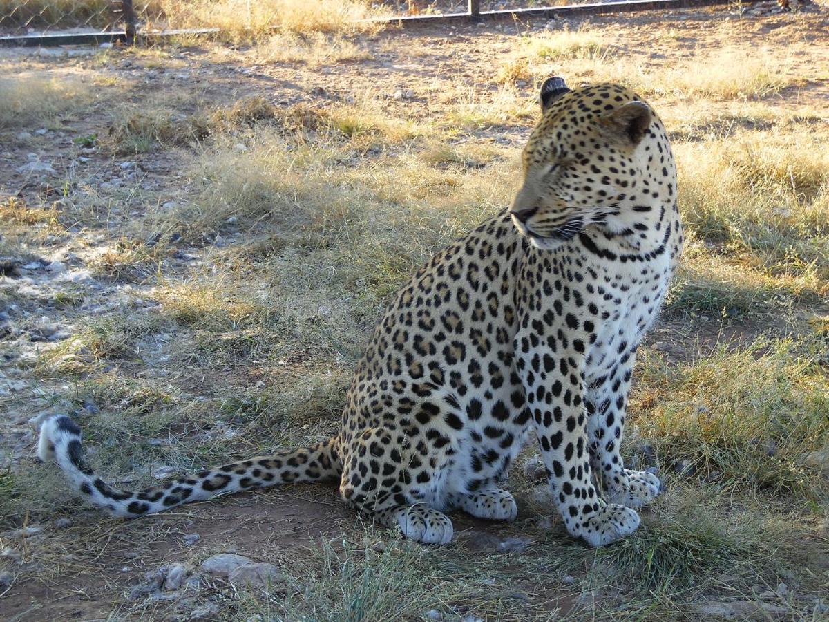 Aloegrove Safari Lodge Otjiwarongo Eksteriør billede