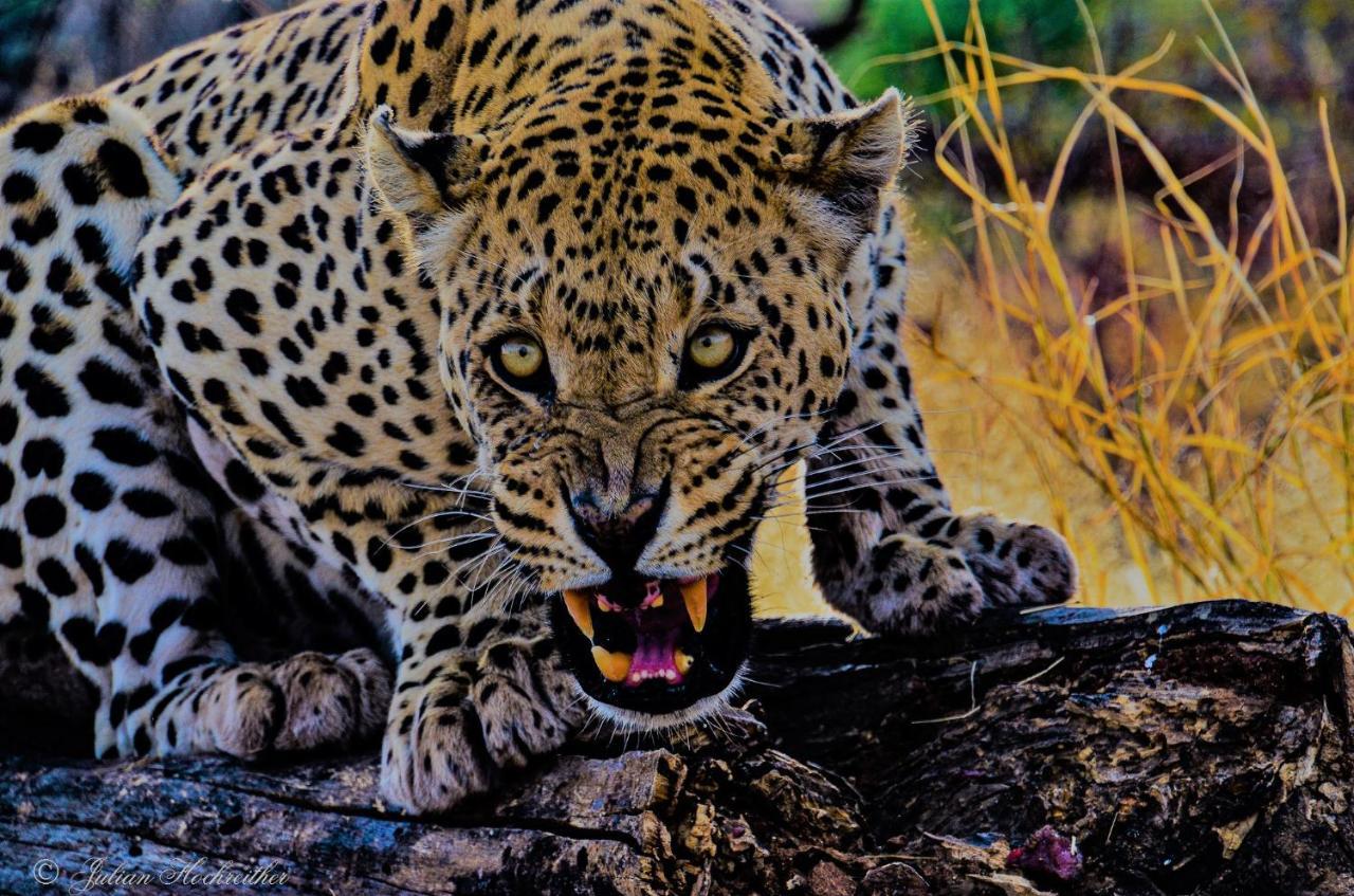 Aloegrove Safari Lodge Otjiwarongo Eksteriør billede
