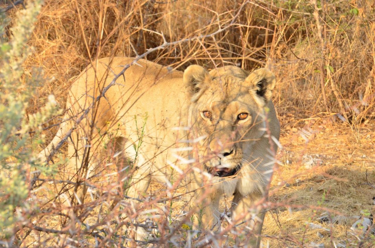 Aloegrove Safari Lodge Otjiwarongo Eksteriør billede