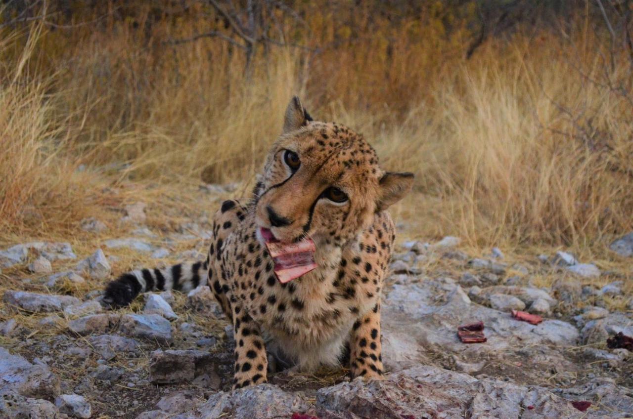 Aloegrove Safari Lodge Otjiwarongo Eksteriør billede