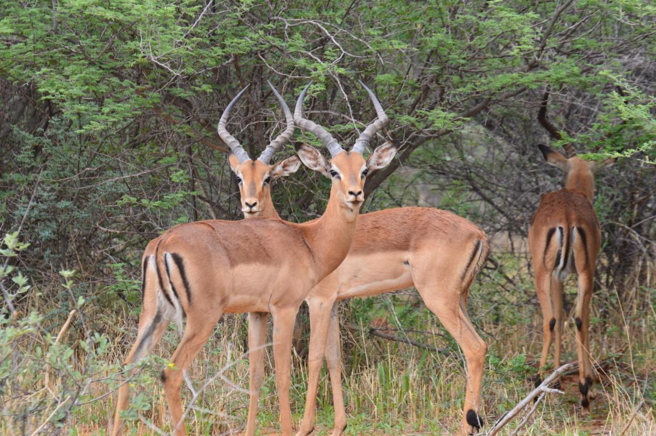 Aloegrove Safari Lodge Otjiwarongo Eksteriør billede