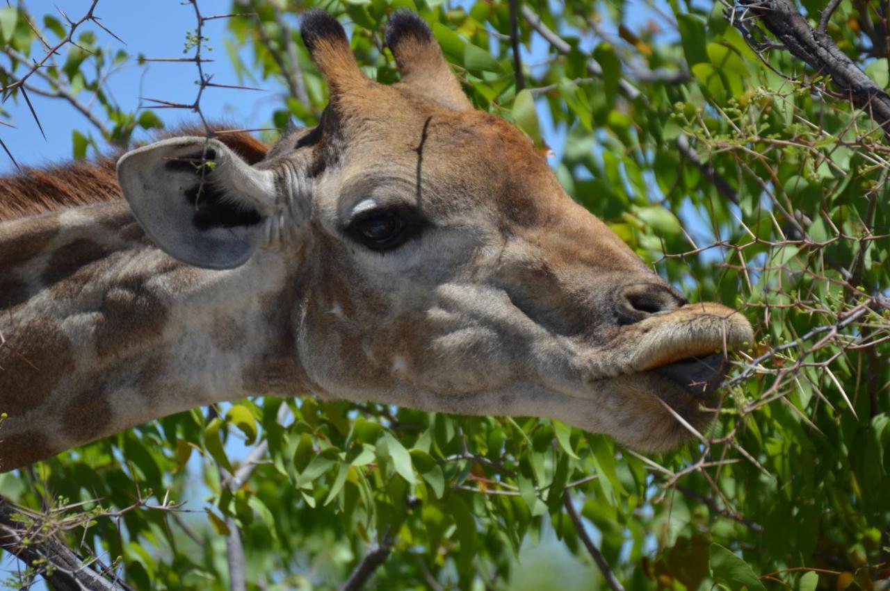Aloegrove Safari Lodge Otjiwarongo Eksteriør billede
