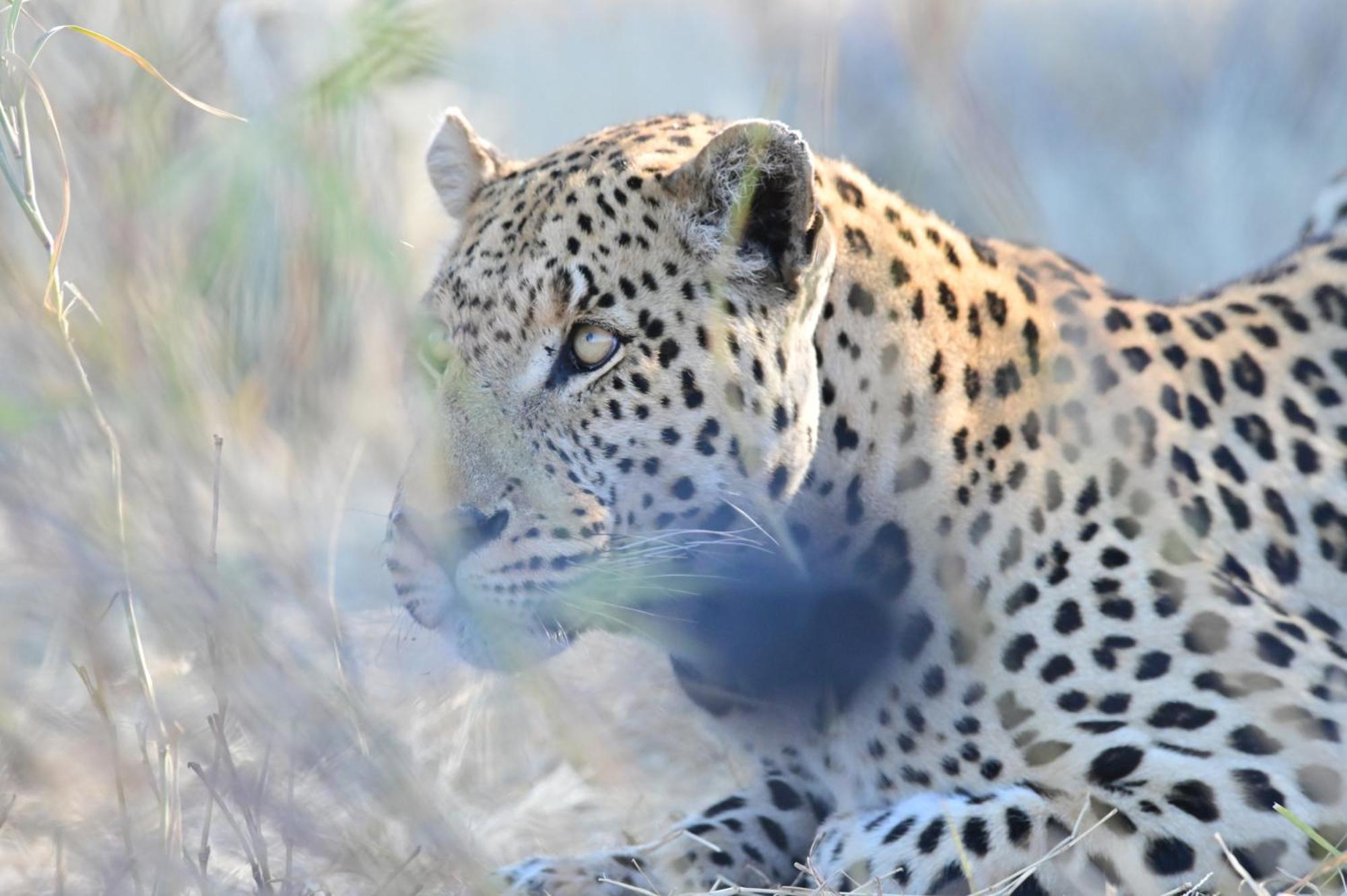 Aloegrove Safari Lodge Otjiwarongo Eksteriør billede