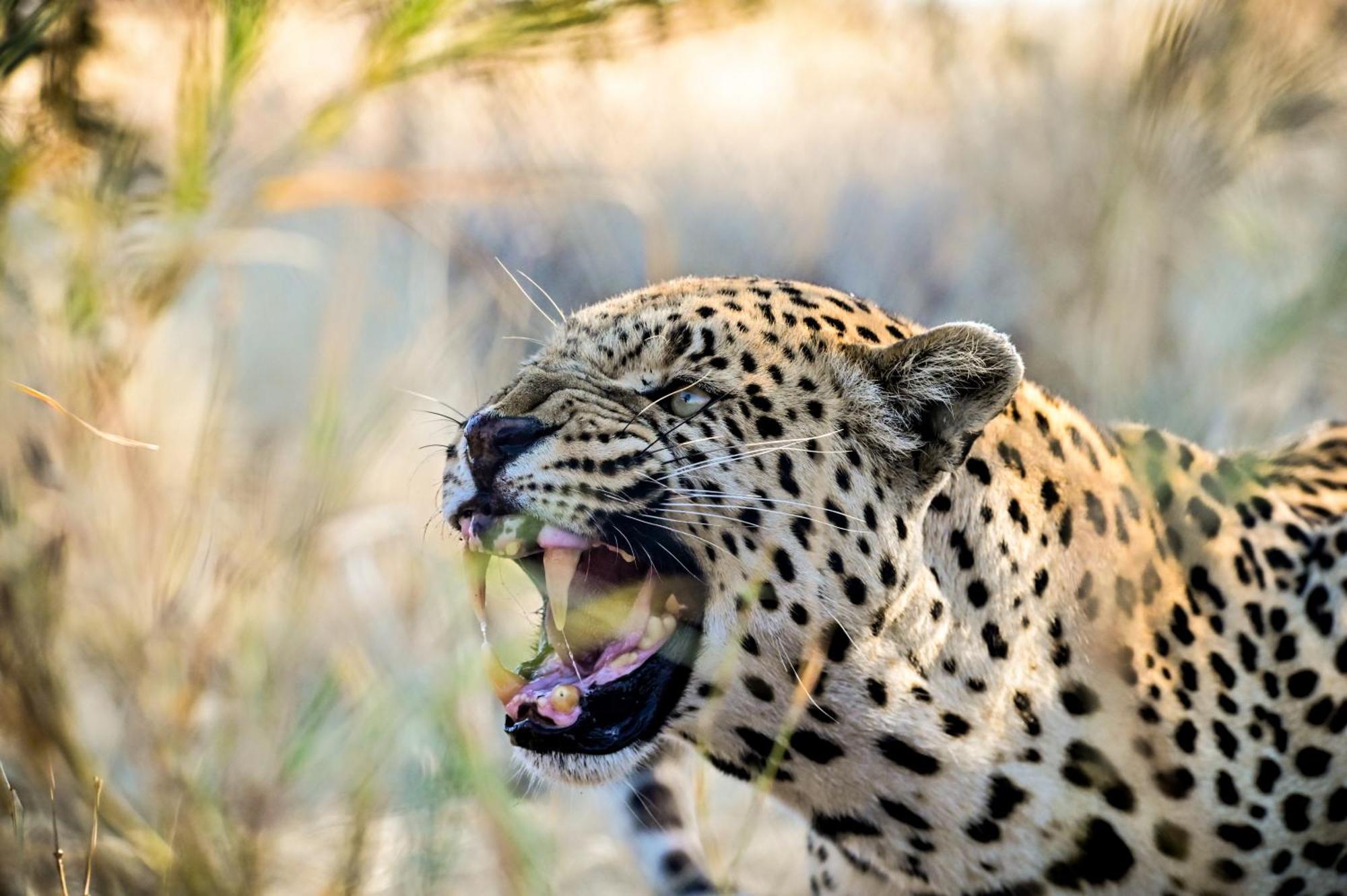 Aloegrove Safari Lodge Otjiwarongo Eksteriør billede