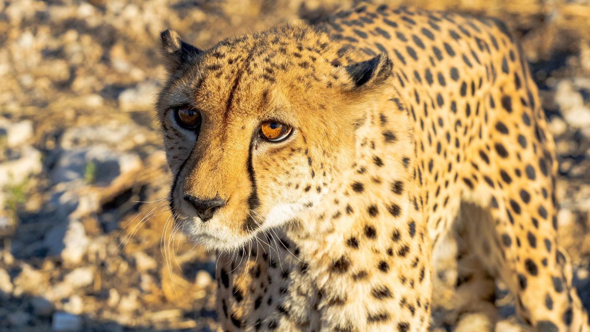 Aloegrove Safari Lodge Otjiwarongo Eksteriør billede