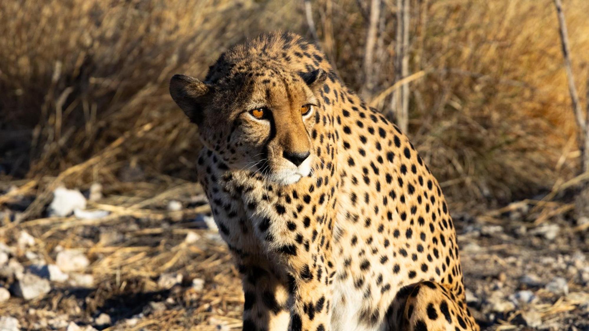 Aloegrove Safari Lodge Otjiwarongo Eksteriør billede