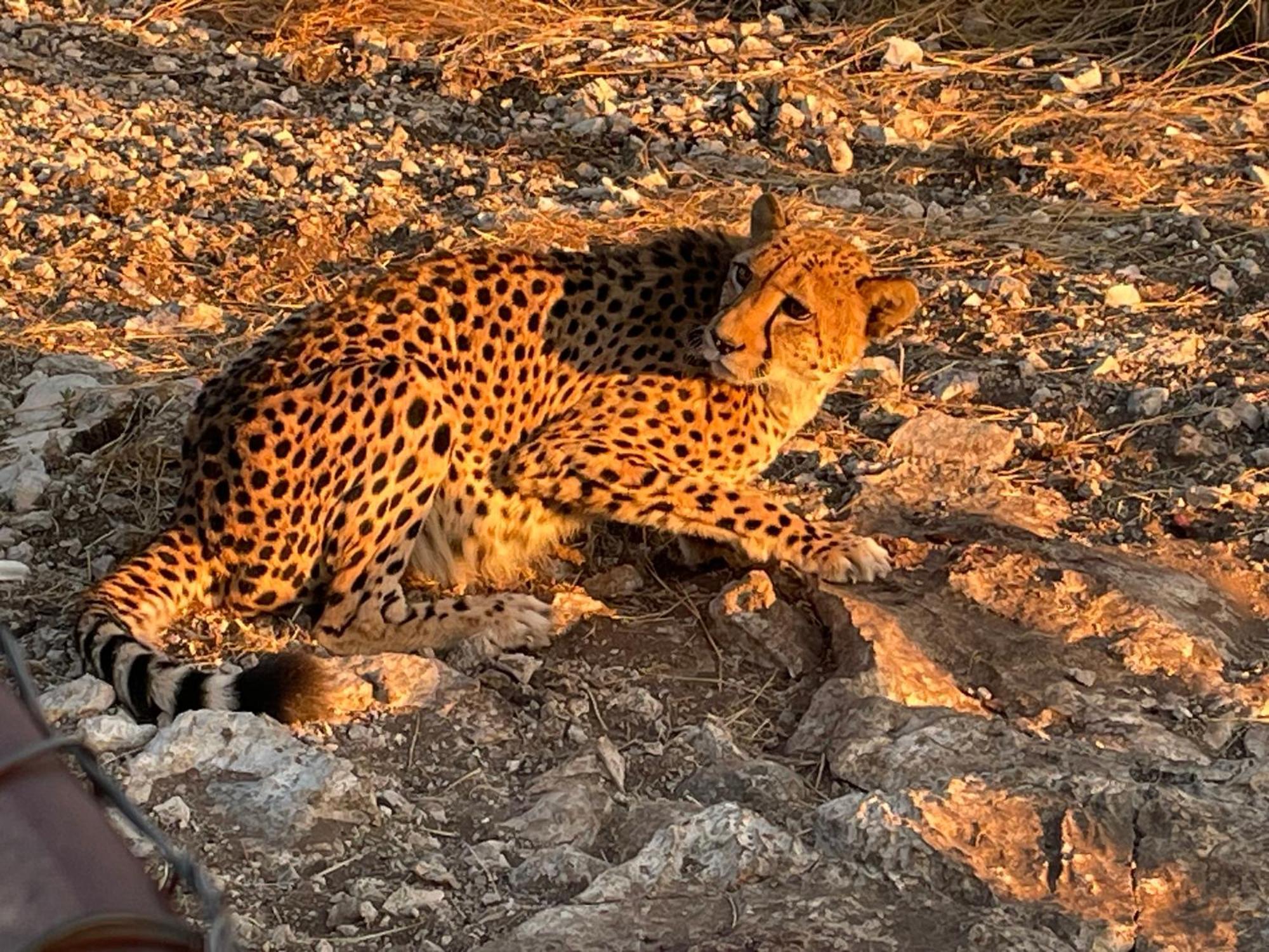 Aloegrove Safari Lodge Otjiwarongo Eksteriør billede