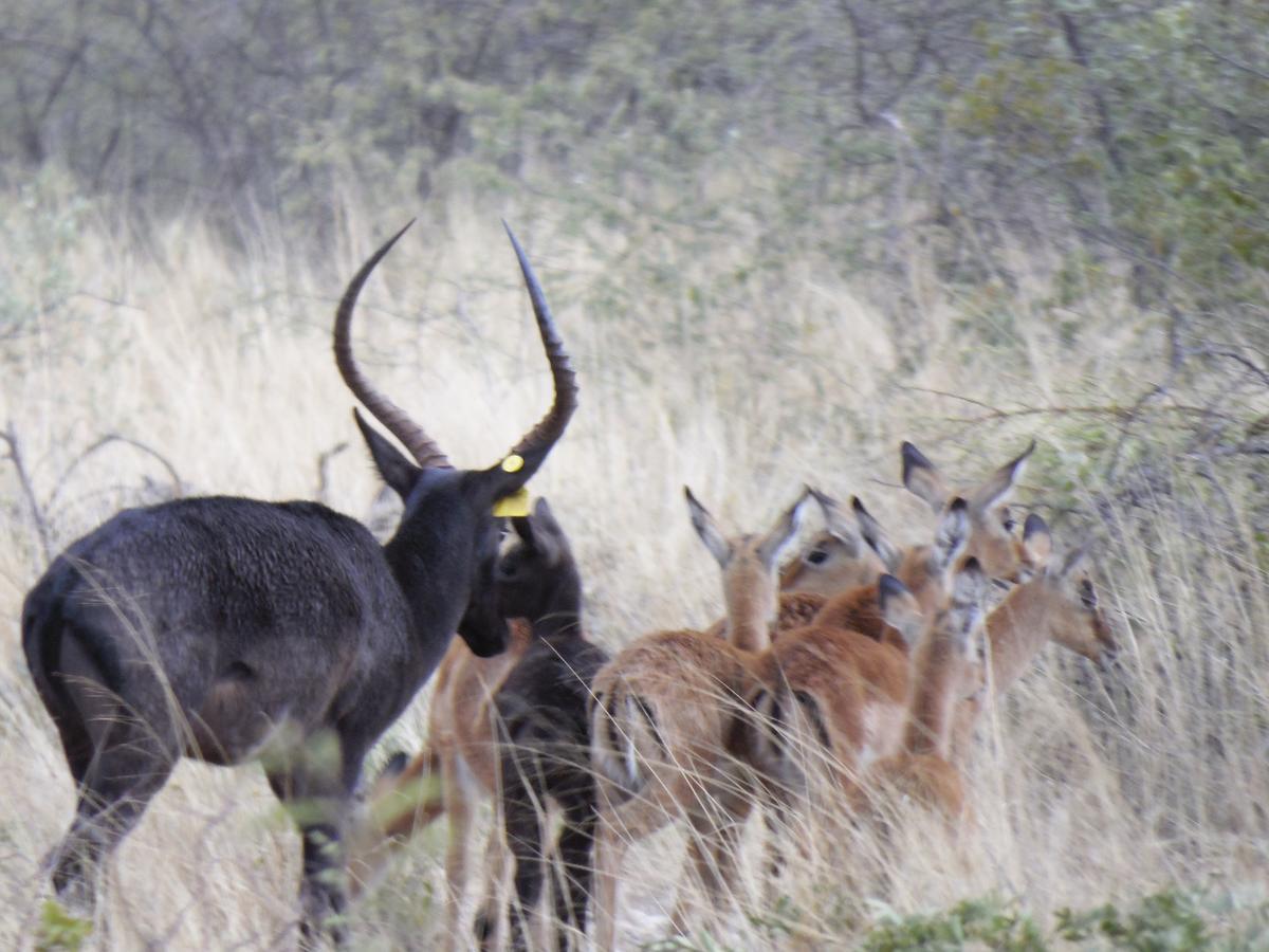 Aloegrove Safari Lodge Otjiwarongo Eksteriør billede