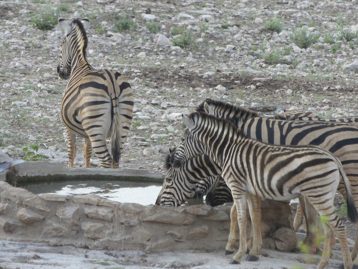 Aloegrove Safari Lodge Otjiwarongo Eksteriør billede