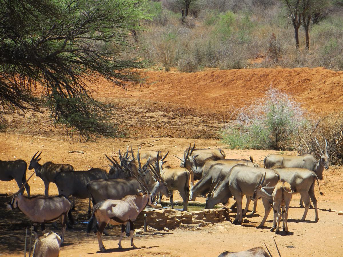 Aloegrove Safari Lodge Otjiwarongo Eksteriør billede