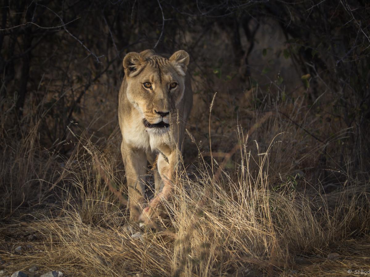 Aloegrove Safari Lodge Otjiwarongo Eksteriør billede