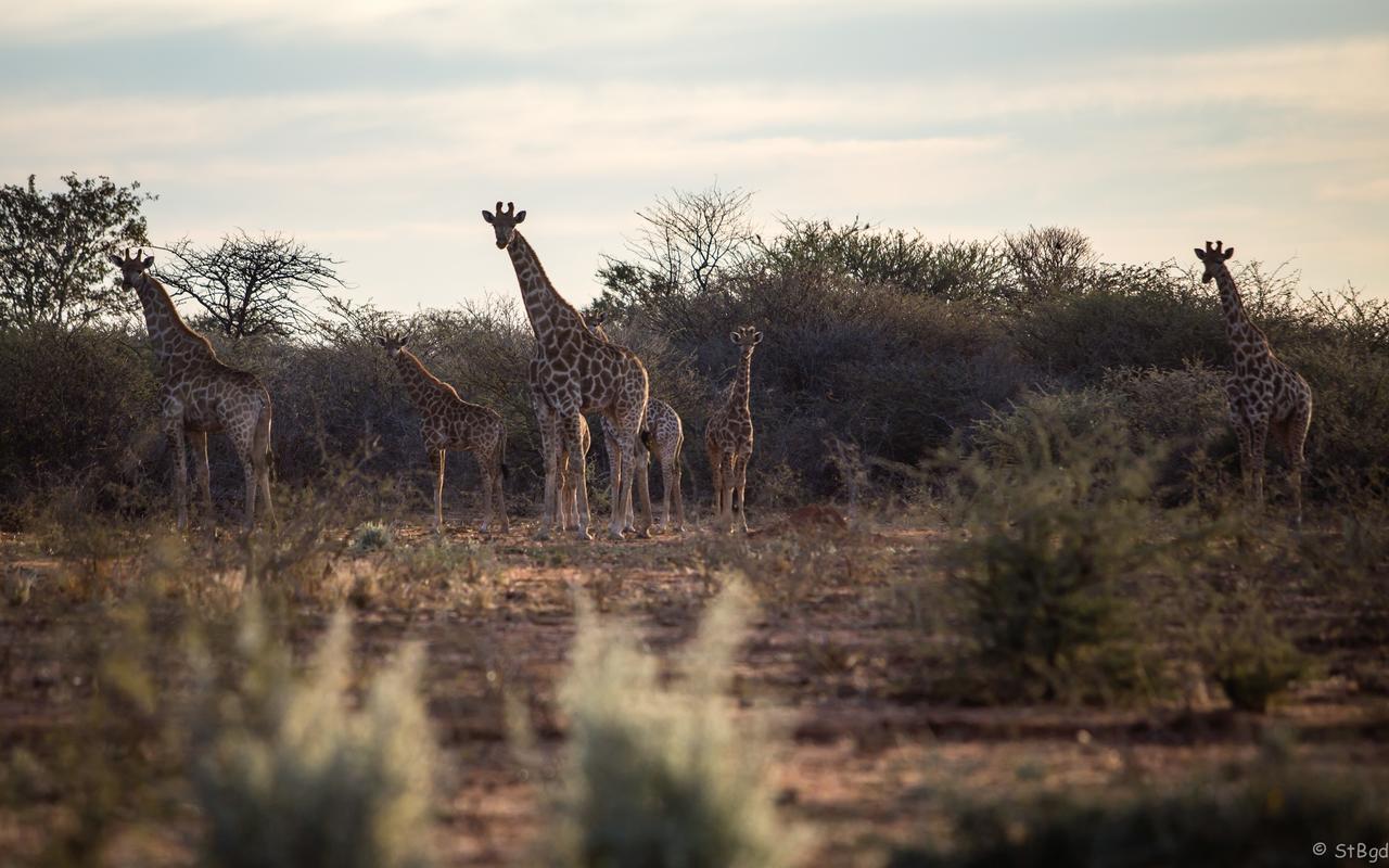 Aloegrove Safari Lodge Otjiwarongo Eksteriør billede