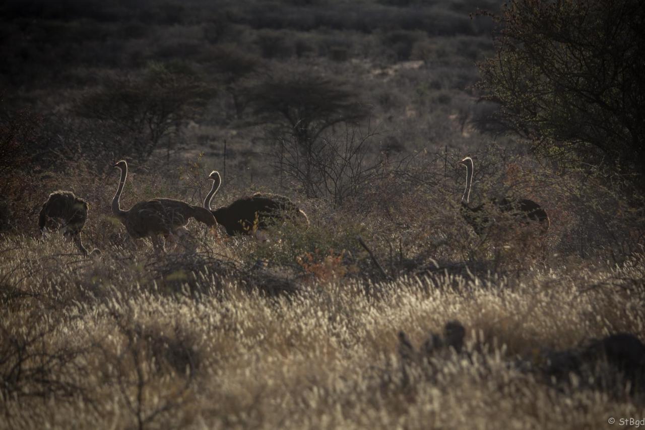 Aloegrove Safari Lodge Otjiwarongo Eksteriør billede