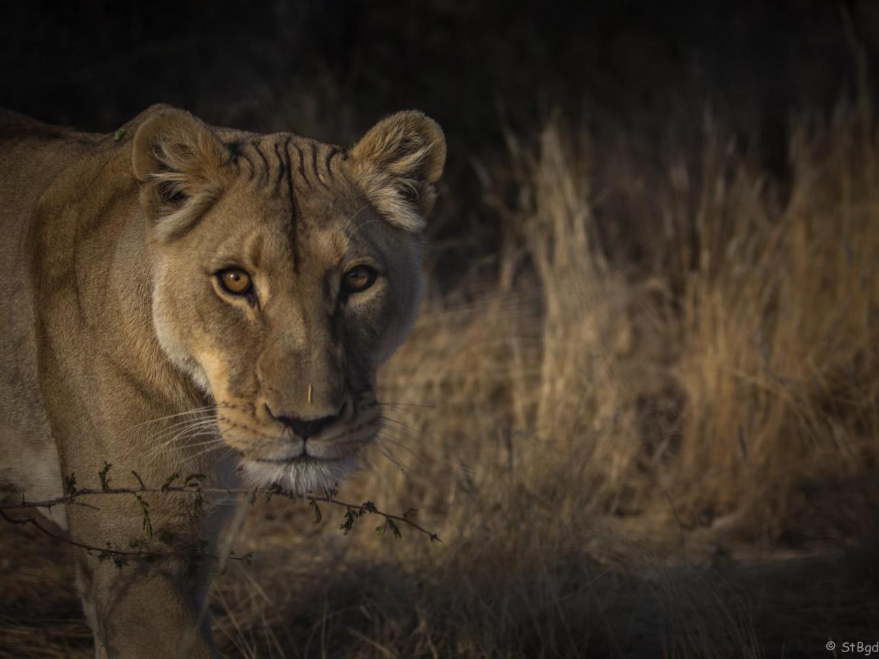 Aloegrove Safari Lodge Otjiwarongo Eksteriør billede