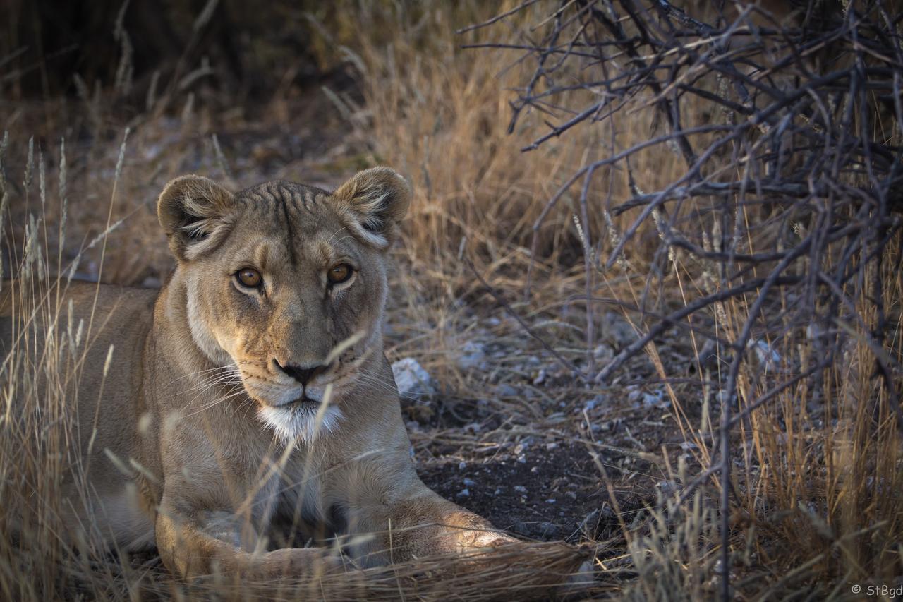 Aloegrove Safari Lodge Otjiwarongo Eksteriør billede