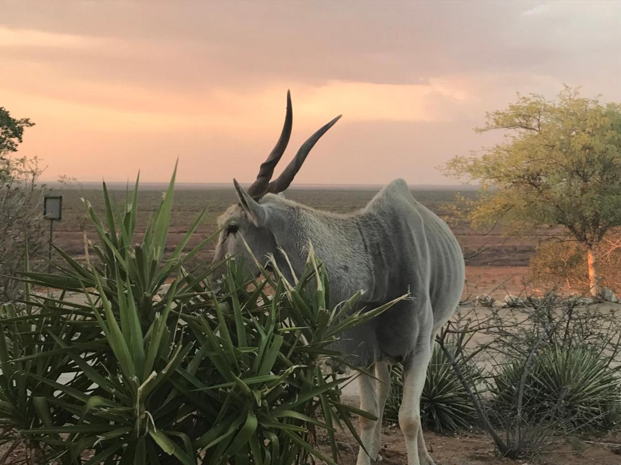 Aloegrove Safari Lodge Otjiwarongo Eksteriør billede